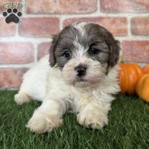 Hazel, Shih-Poo Puppy